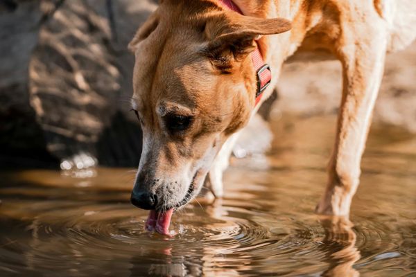 Ein Hund mit rotem Halsband trinkt Wasser aus einem flachen Flusslauf.