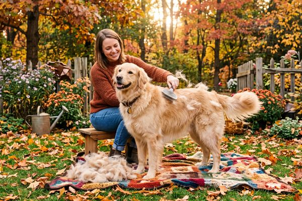 Frau bürstet Golden Retriever im herbstlichen Garten mit fallenden Blättern