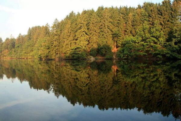 Ein dicht bewachsener Wald spiegelt sich in einem ruhigen See unter klarem Himmel.
