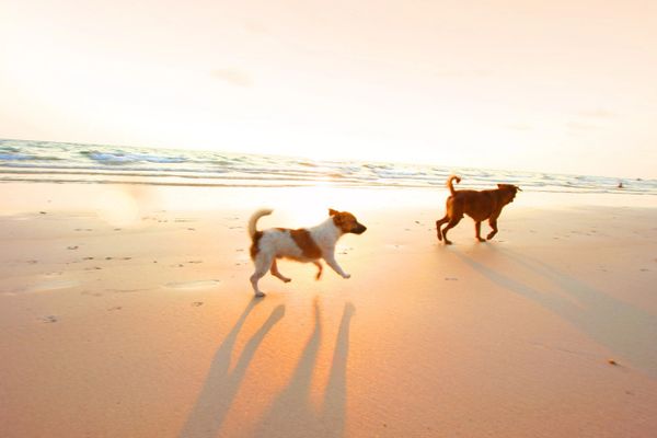 Zwei Hunde rennen am Strand entlang mit dem Meer im Hintergrund.