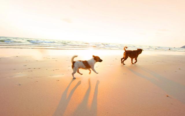 Hundefreundliche Orte in Tirolo