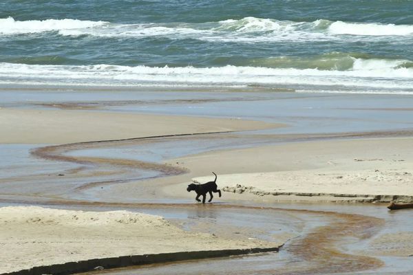 Ein schwarzer Hund läuft am Rand eines Wasserlaufs auf einem breiten Sandstrand.