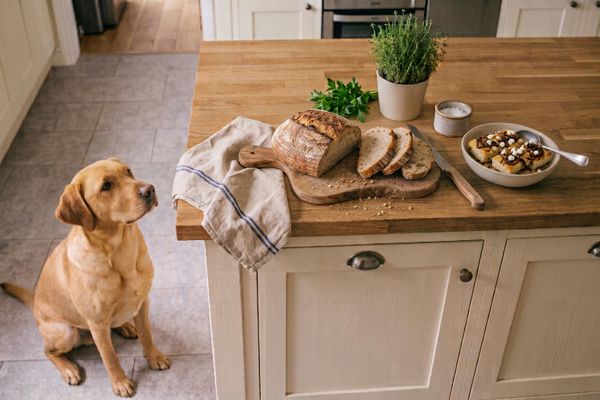 Golden Retriever sitzt aufmerksam neben Küchentisch mit Brot und Futter, Hundetraining Tischkanten-Verhalten
