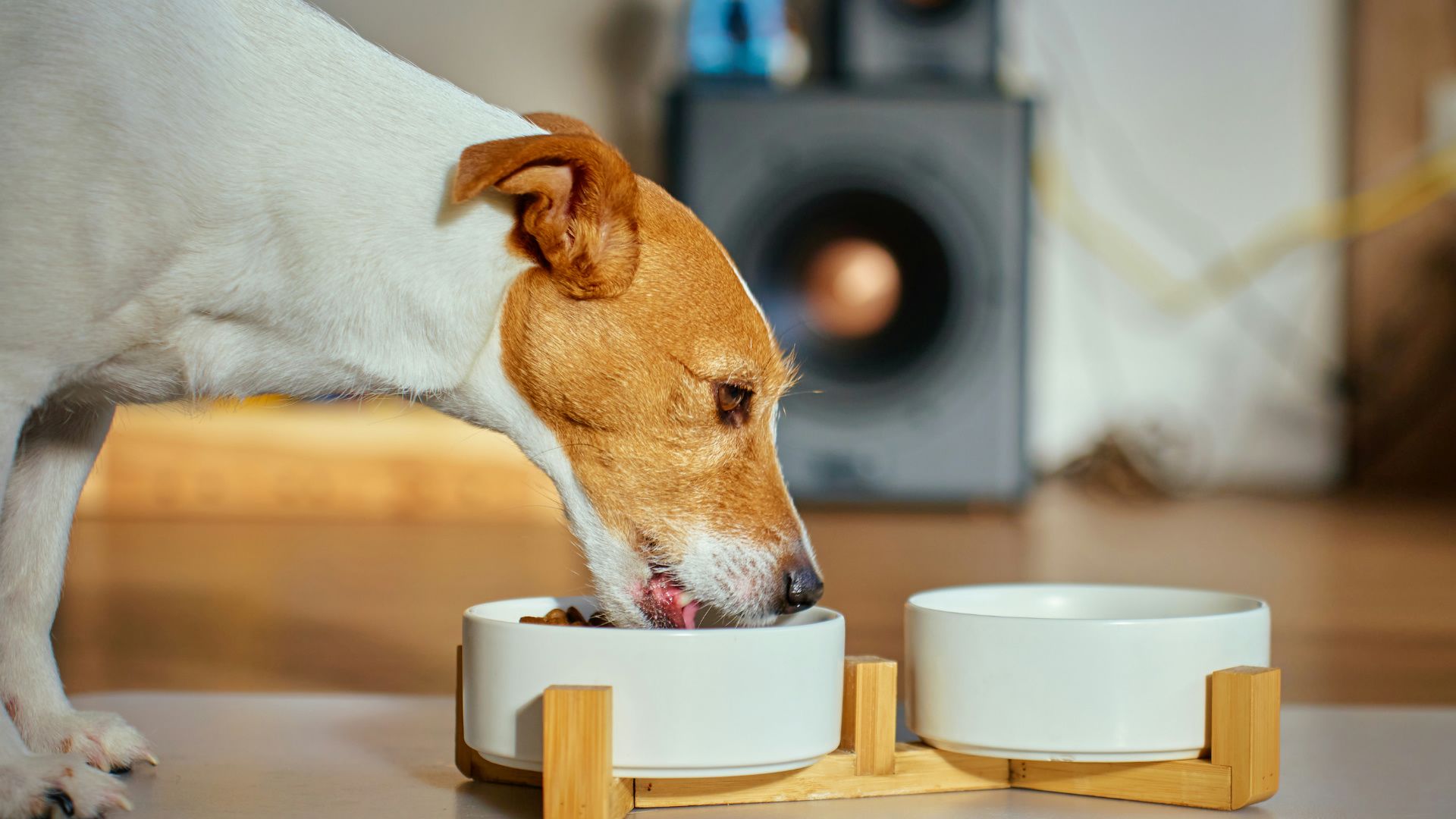 Braun-weißer Hund isst Trockenfutter aus weißer Keramikschale mit Holzständer