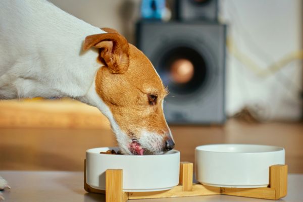 Braun-weißer Hund isst Trockenfutter aus weißer Keramikschale mit Holzständer