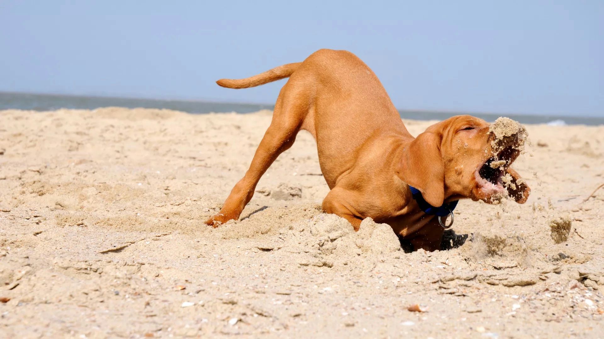 Ein brauner Hund mit blauem Halsband gräbt mit dem Kopf im Sand am Strand.