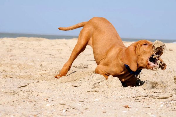 Ein brauner Hund mit blauem Halsband gräbt mit dem Kopf im Sand am Strand.
