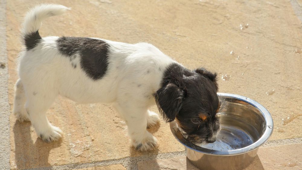 Ein kleiner Hund mit schwarz-weißem Fell trinkt aus einem Metallschüssel mit Wasser auf einem Steinboden.