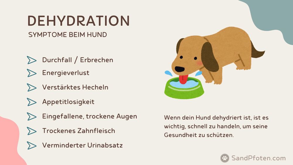 Grafik mit einem Hund, der aus einem Napf trinkt; daneben eine Liste mit Dehydrationssymptomen: Durchfall/Erbrechen, Energieverlust, verstärktes Hecheln, Appetitlosigkeit, eingefallene, trockene Augen, trockenes Zahnfleisch, verminderter Urinabsatz.