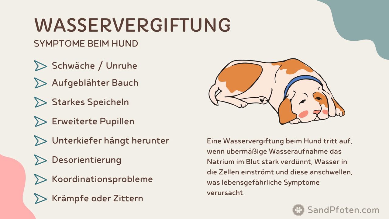Symptome einer Wasservergiftung bei Hunden Liste von Symptomen einer Wasservergiftung bei Hunden mit einem schlafenden Hund als Illustration.