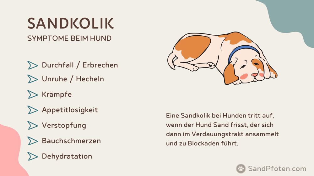 Grafik über Sandkolik bei Hunden mit Symptomen und einem liegenden Hund.