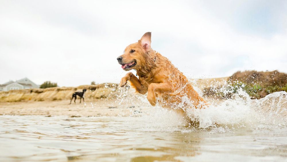Ein großer Hund springt durch flaches Wasser am Strand, während ein anderer Hund im Hintergrund zu sehen ist.
