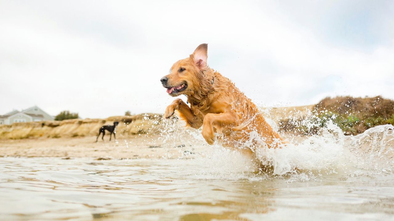 Hund springt durch Wasser am Strand Ein großer Hund springt durch flaches Wasser am Strand, während ein anderer Hund im Hintergrund zu sehen ist.
