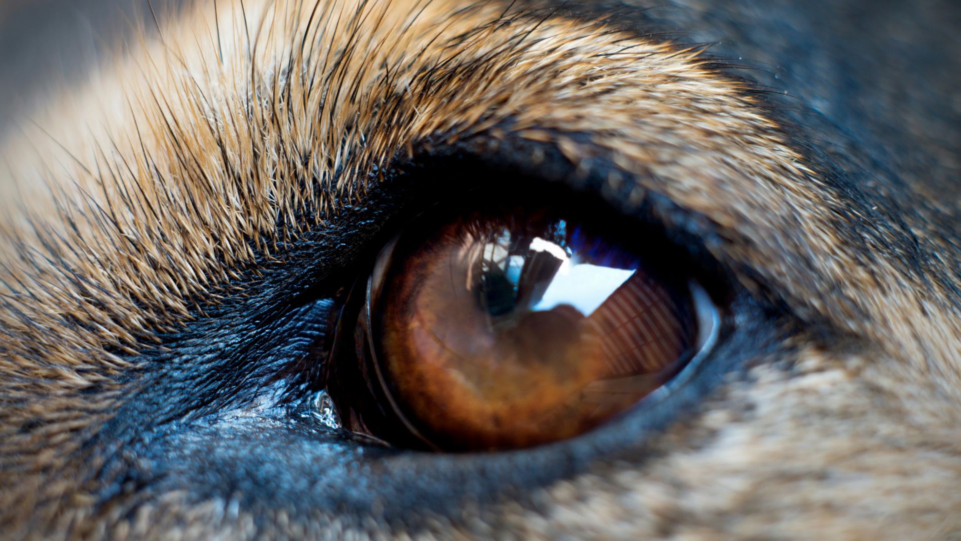 Nahaufnahme eines Hundeauges mit brauner Iris, umgeben von hellbraunem Fell und schwarzen Augenlidern