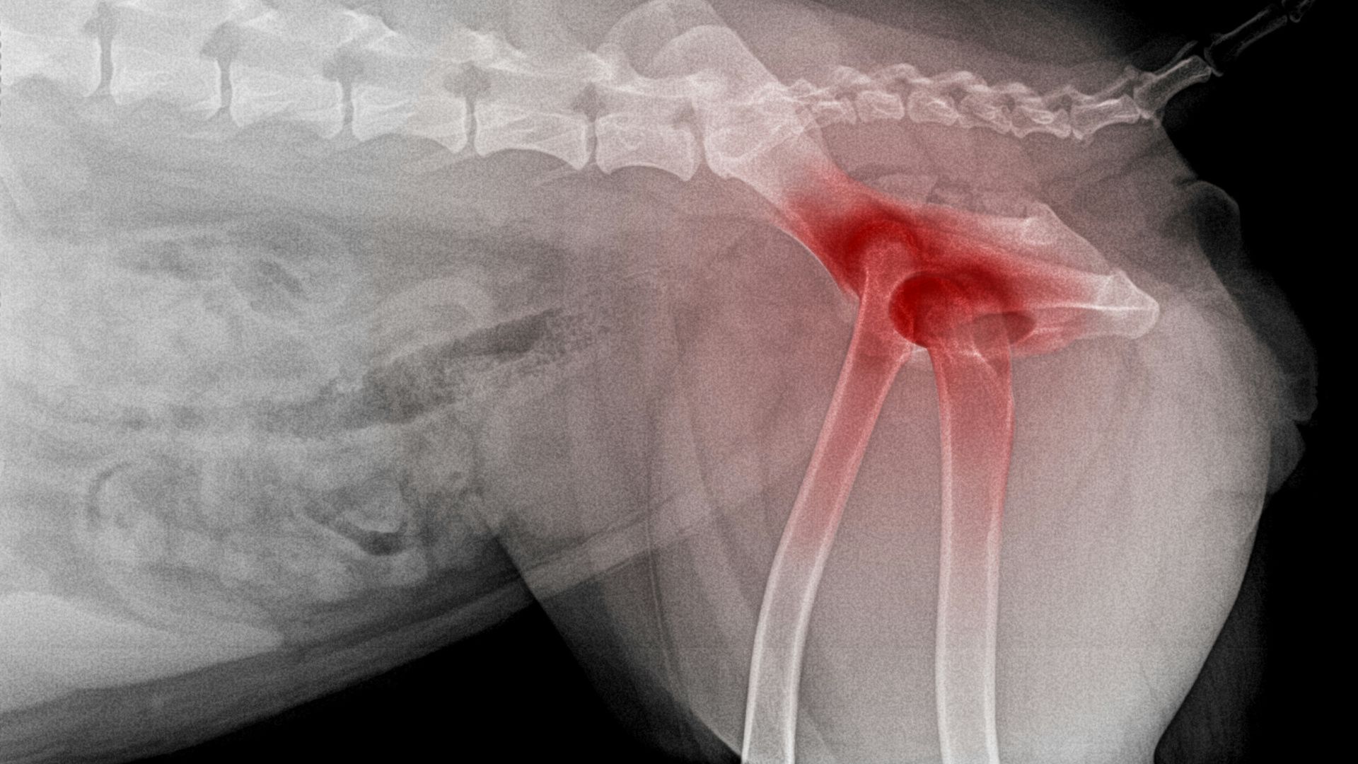 Röntgenbild einer Hundeschulter mit Arthrose, rote Markierung zeigt degenerative Veränderungen