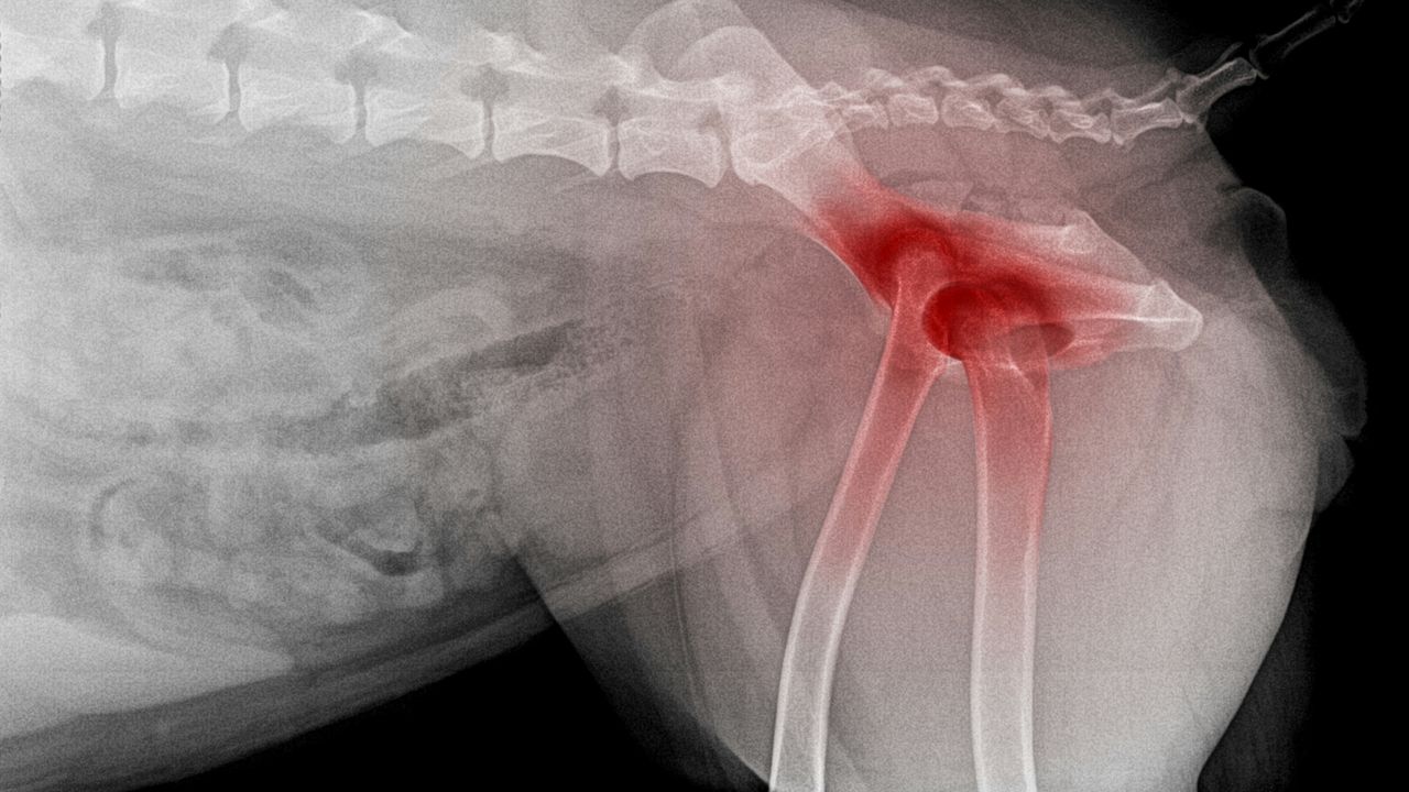 Arthrose beim Hund: Röntgenaufnahme des Schultergelenks Röntgenbild einer Hundeschulter mit Arthrose, rote Markierung zeigt degenerative Veränderungen