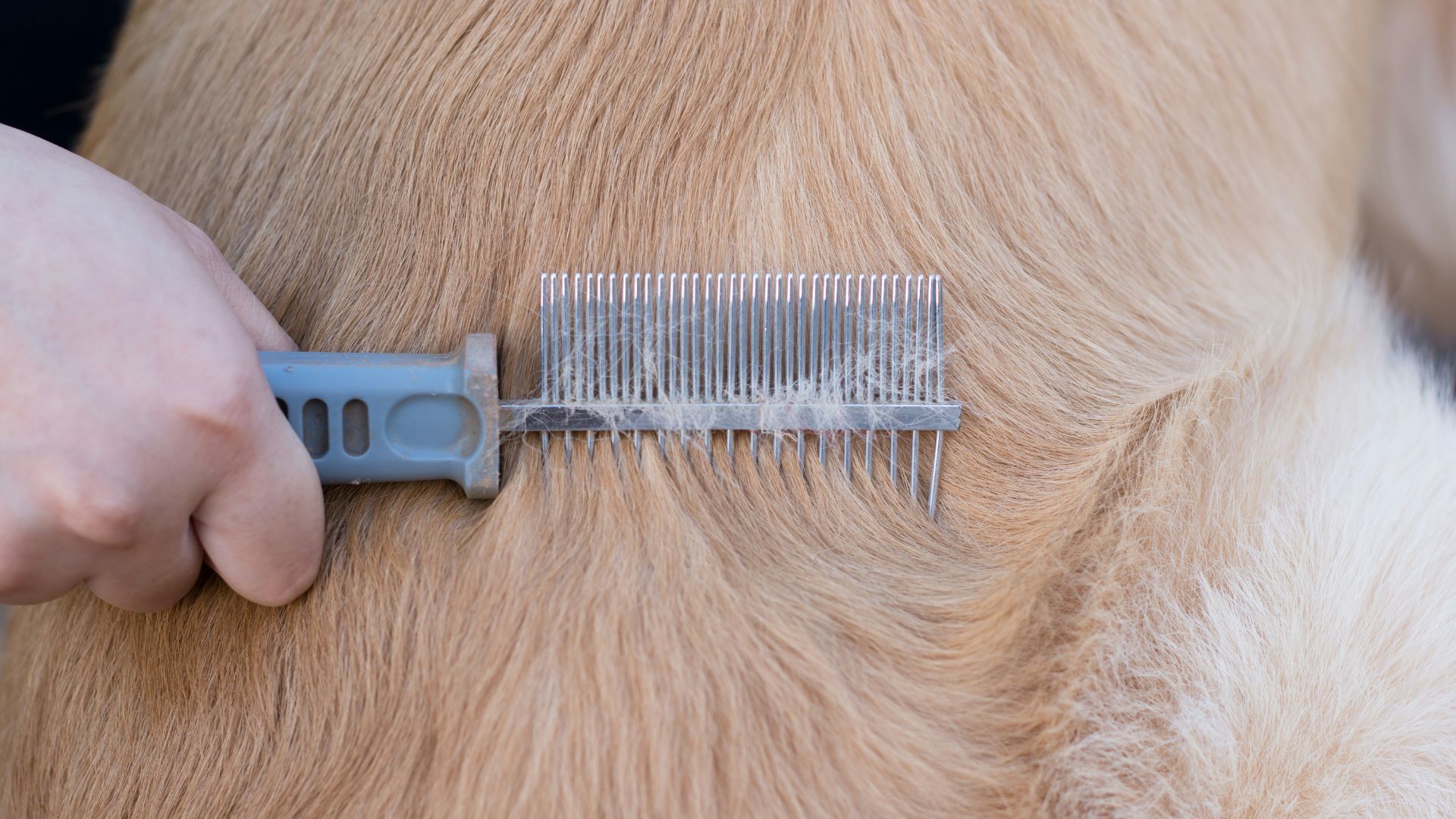 Nahaufnahme einer Person, die einen hellbraunen Hund mit einem blauen Fellkamm bürstet
