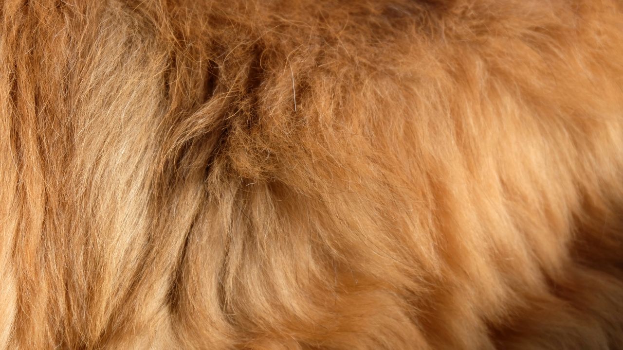 Hundefell Nahaufnahme: Struktur und Textur Detaillierte Nahaufnahme von flauschigem Hundefell in Brauntönen, zeigt die Haarstruktur und Dichte
