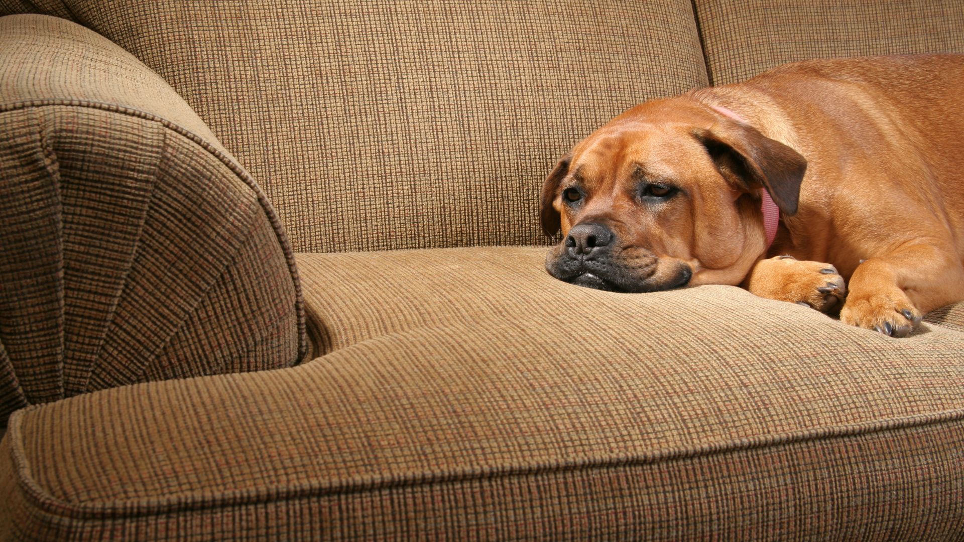 Brauner Labrador liegt entspannt auf beigem Stoffsofa und ruht sich aus