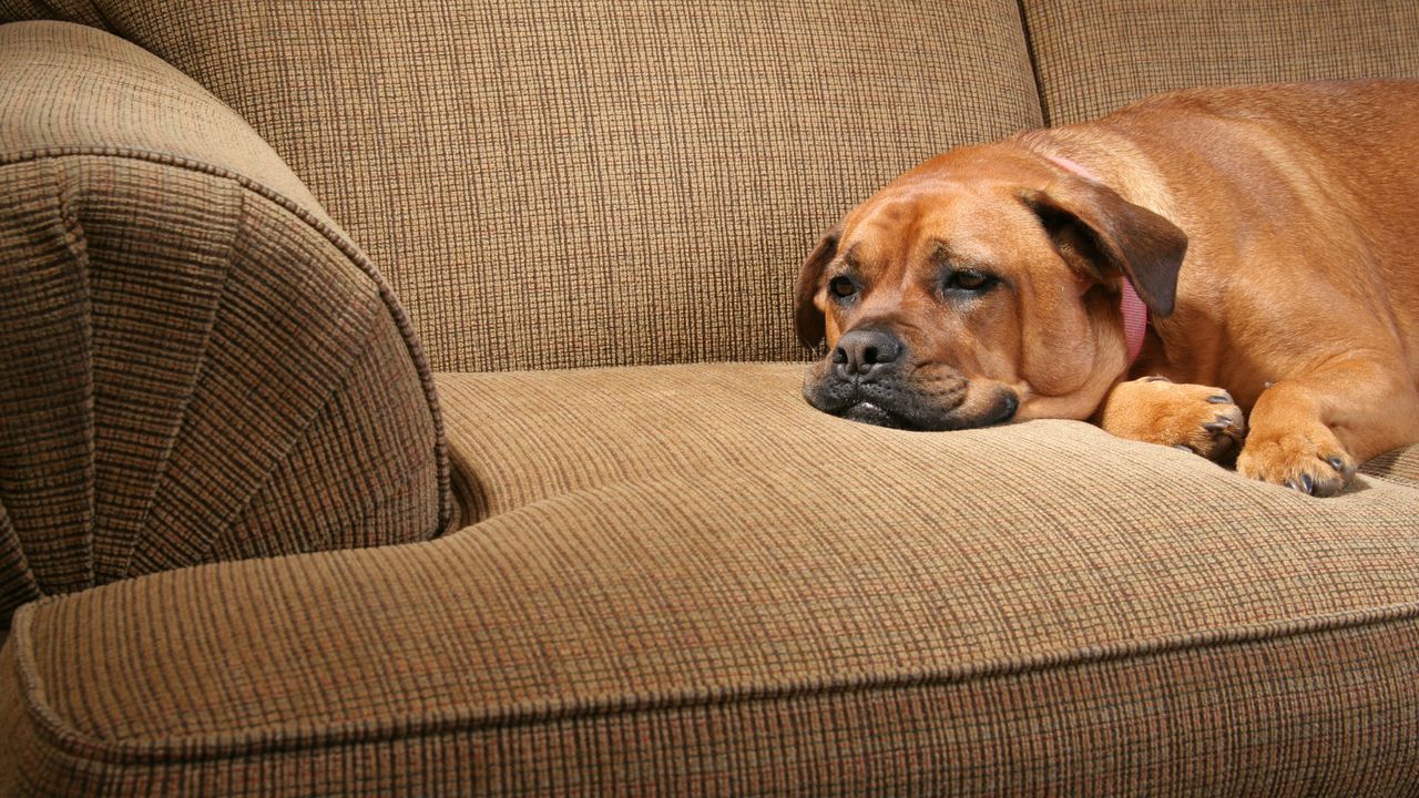 Entspannter Hund ruht auf dem Sofa Brauner Labrador liegt entspannt auf beigem Stoffsofa und ruht sich aus