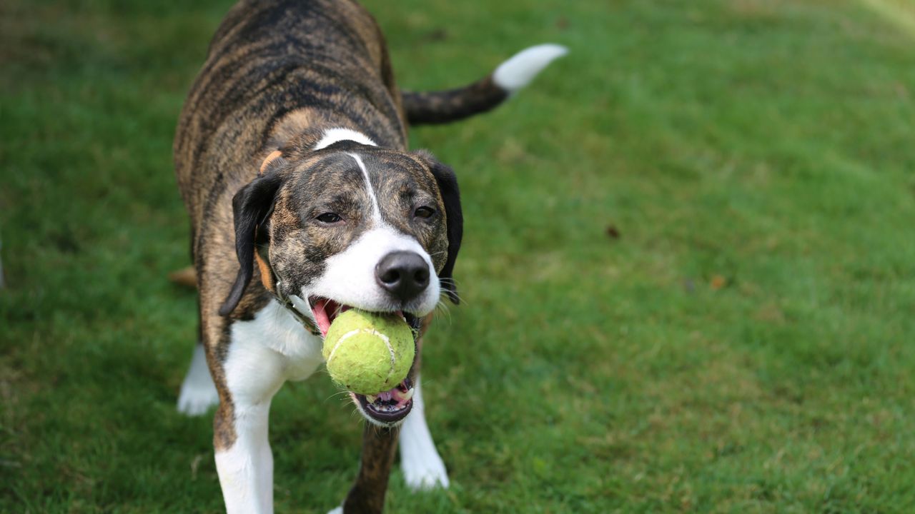 Hund spielt mit Tennisball im Garten Brauner Hund mit weißer Brust hält grünen Tennisball im Maul auf Rasenfläche