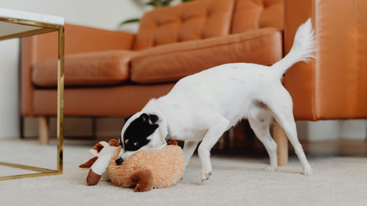 Weißer Hund spielt mit Squeaker-Spielzeug Weißer Hund mit schwarzen Flecken spielt mit braunem Squeaker-Spielzeug auf Teppich vor orangem Sofa