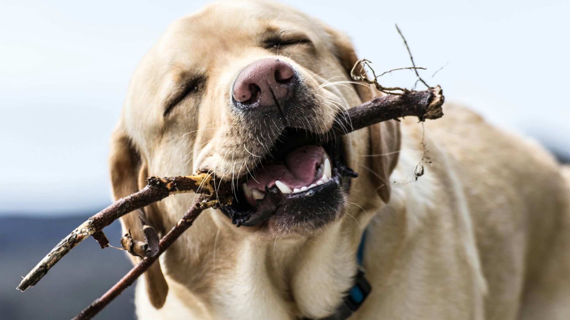Cremefarbener Hund mit geschlossenen Augen hält ein Stöckchen spielerisch im Maul