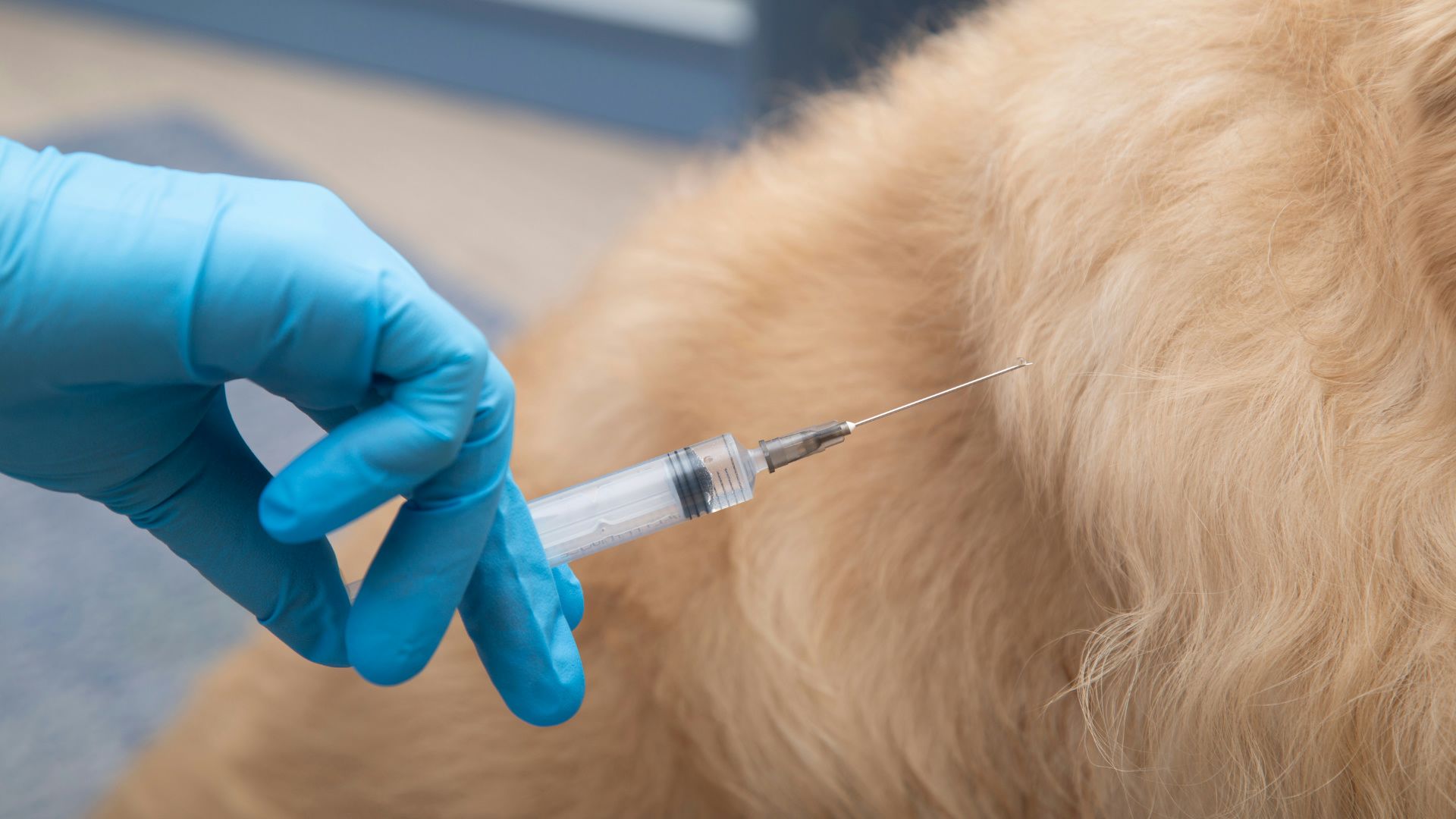 Tierarzt in blauen Handschuhen impft einen hellbraunen Hund mit einer Spritze