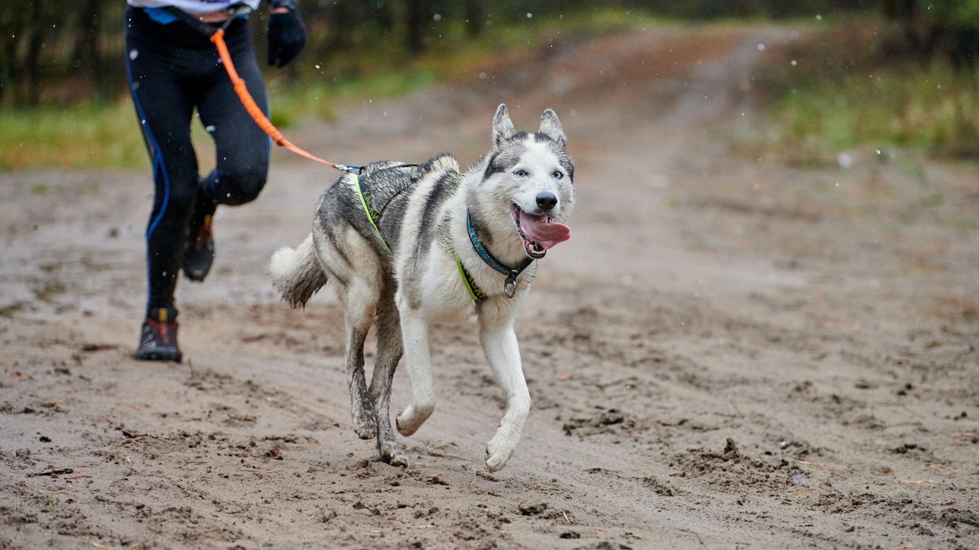 Grauer und weißer Husky läuft freudig neben seinem Besitzer beim Joggen auf einem Waldweg