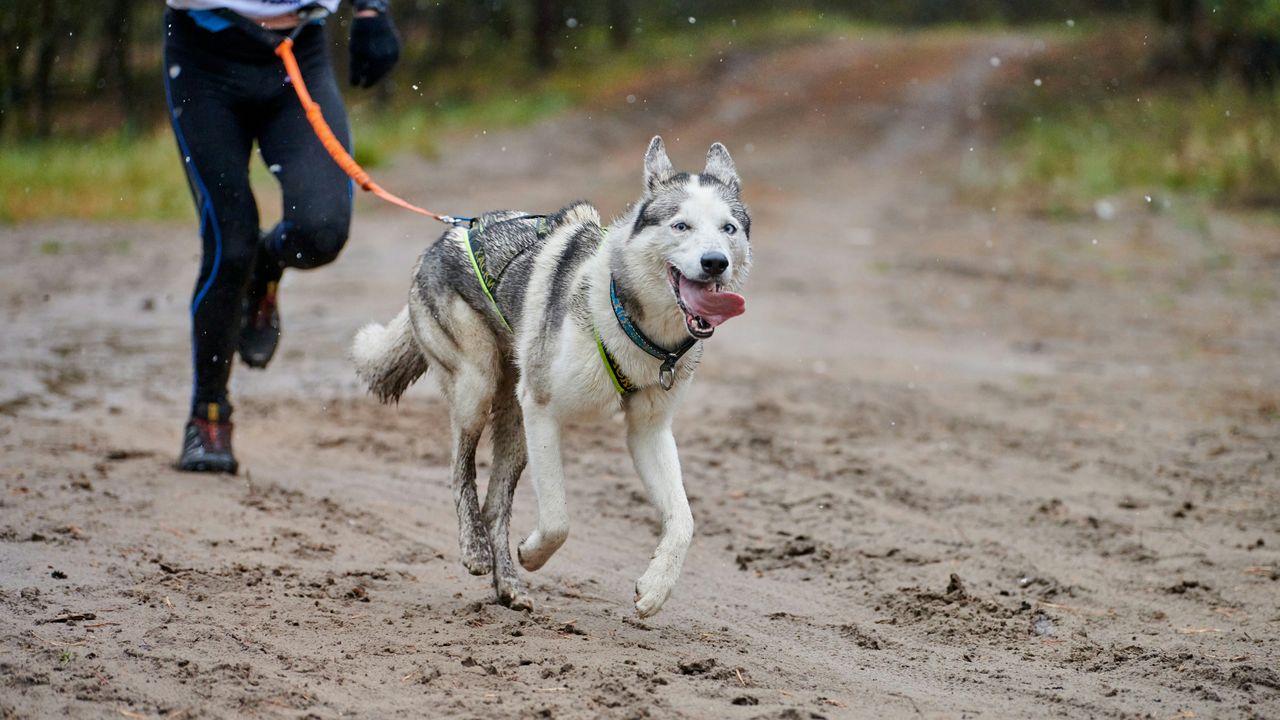 Husky beim Joggen mit Besitzer auf Waldweg Grauer und weißer Husky läuft freudig neben seinem Besitzer beim Joggen auf einem Waldweg