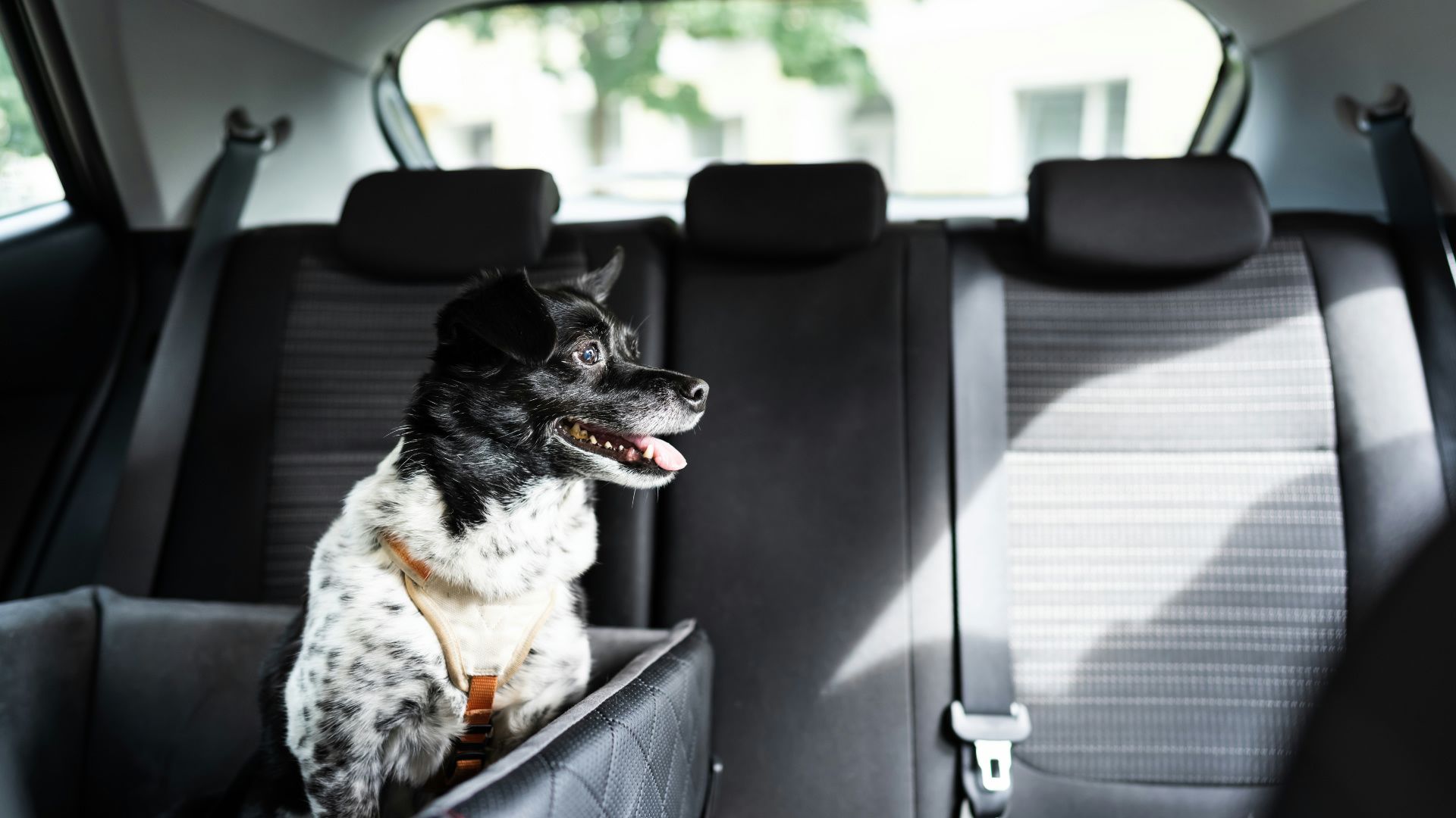 Schwarz-weißer Hund mit Geschirr im Auto angeschnallt, sitzt sicher auf der Rückbank