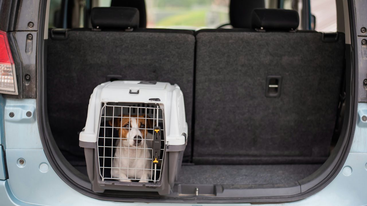 Hund in Transportbox im Auto Brauner und weißer Hund sitzt in einer grauen Transportbox im Kofferraum eines Autos
