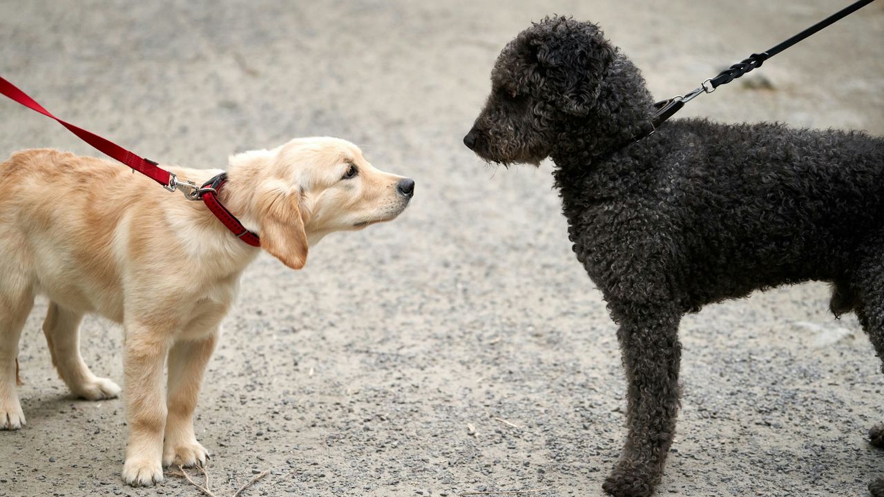 Hunde an der Leine beschnuppern sich Ein hellbrauner und ein schwarzer Hund stehen sich auf einem Weg gegenüber, beide an Leinen.
