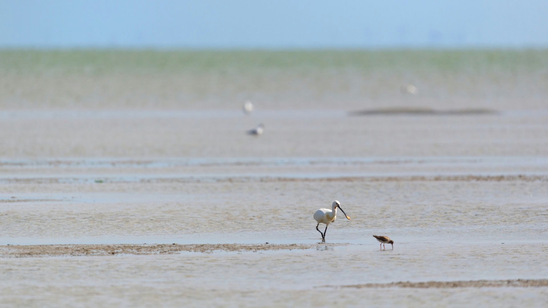 Ein Löffler und ein weiterer Vogel stehen im Wattenmeer.
