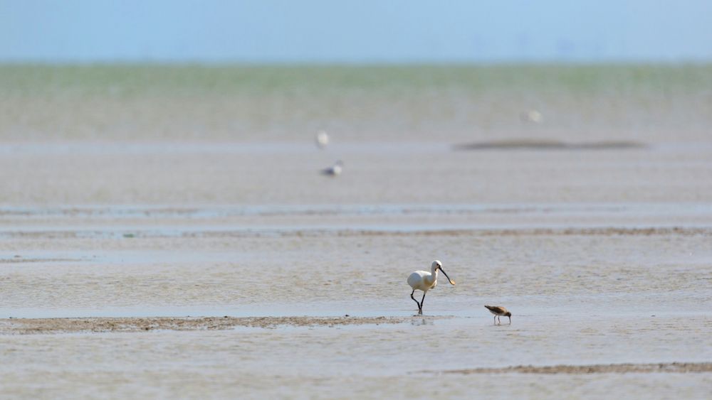 Ein Löffler und ein weiterer Vogel stehen im Wattenmeer.
