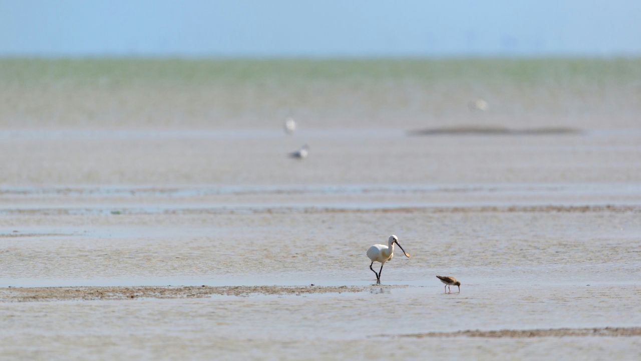 Vögel im Wattenmeer Ein Löffler und ein weiterer Vogel stehen im Wattenmeer.