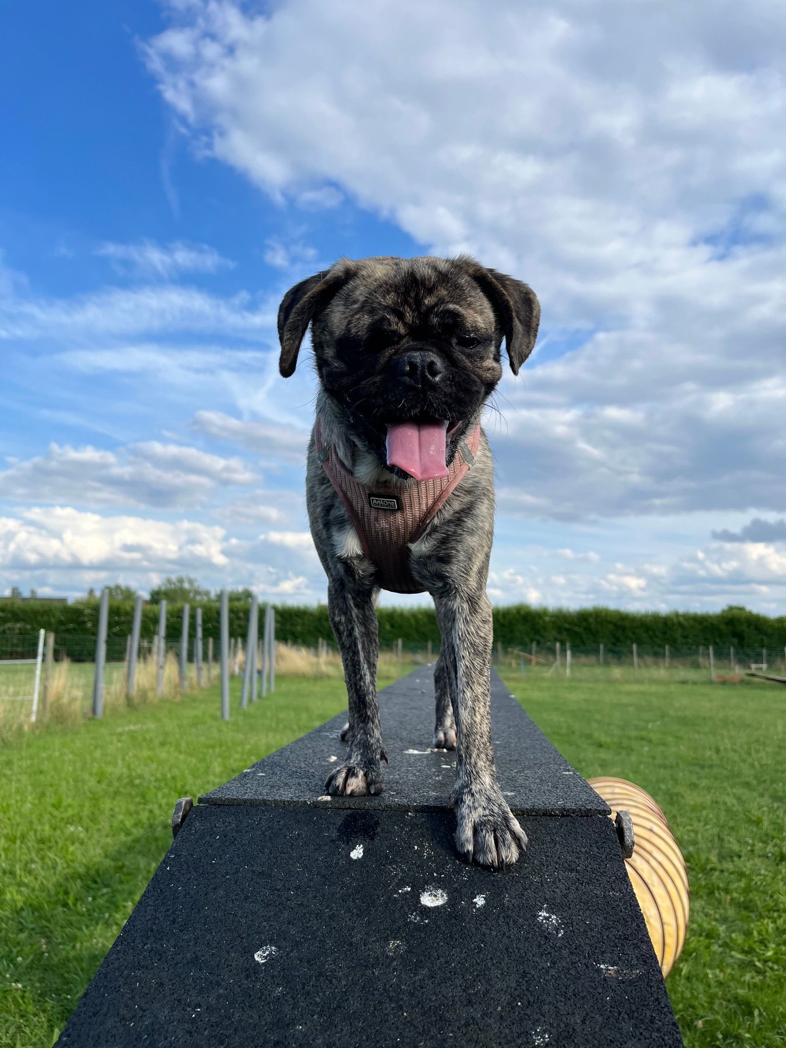 Hundewiese - Mila's Hundetreff Kerken- Rahm