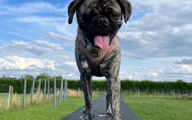 Hundewiese - Mila's Hundetreff Kerken- Rahm