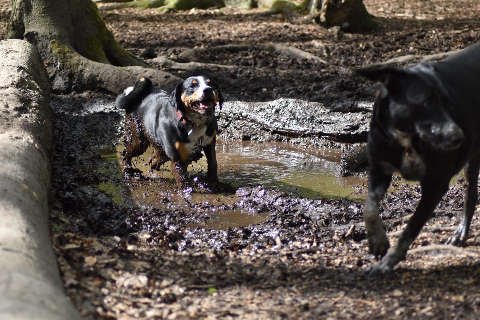 Hundewald Kummerfeld
