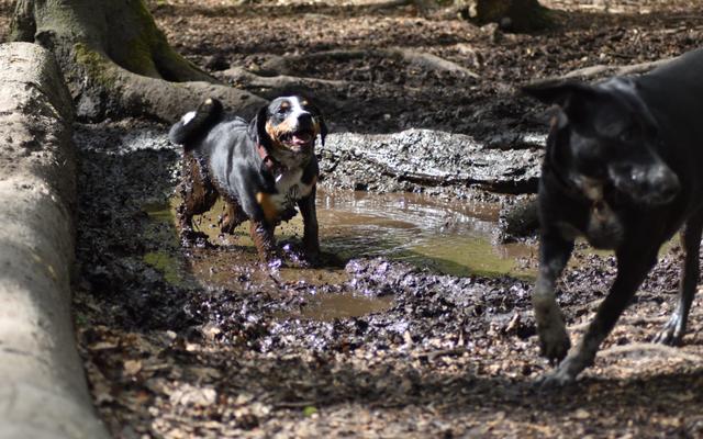 Hundewald Kummerfeld