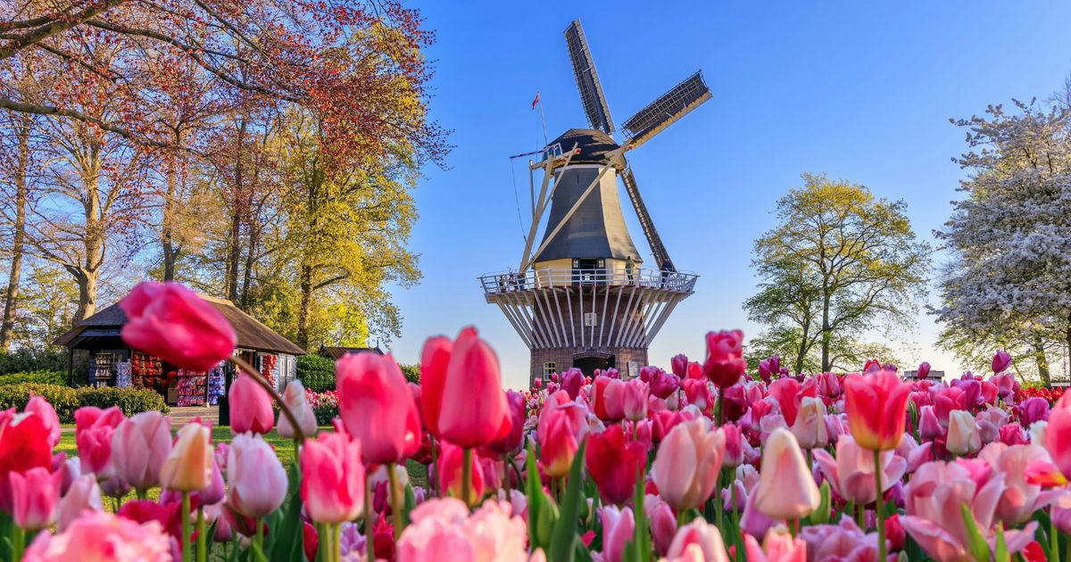 Wunderbar Vorwahl Fur Die Niederlande Entdecke Die Schonheit Der Tulpenlanderfeed